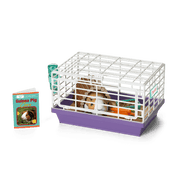 Courtney's™ Guinea Pig (Historical Characters) P7